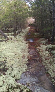 Lichens along John Muir Trail