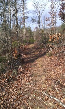 Forest Regrowth